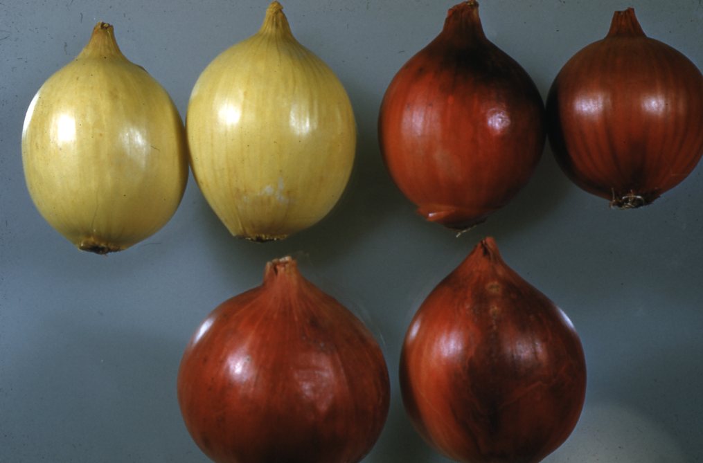 Onion Breeding Havey Lab