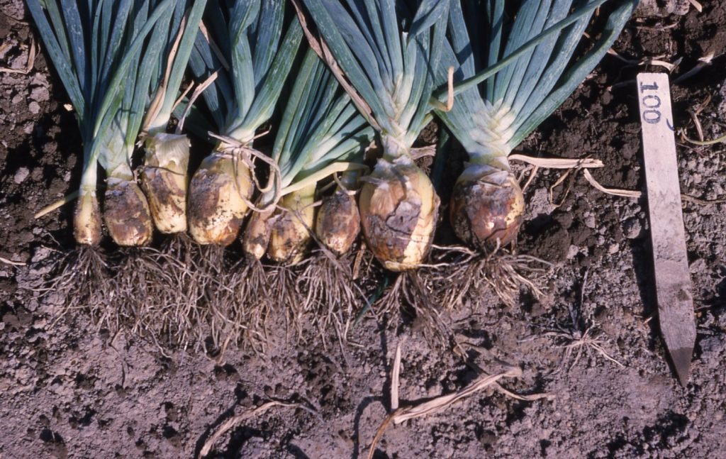 Onion Breeding USDA Onion Lab