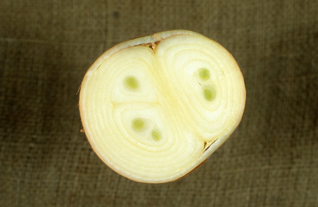 Onion double USDA Onion Lab