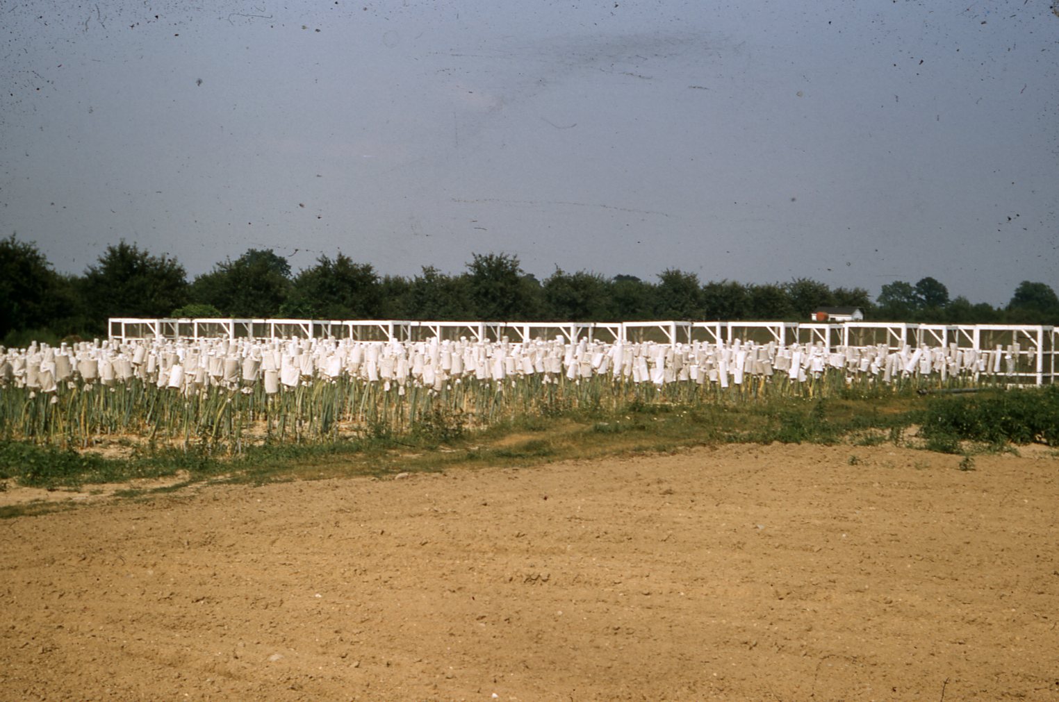 Onion seed production USDA Onion Lab