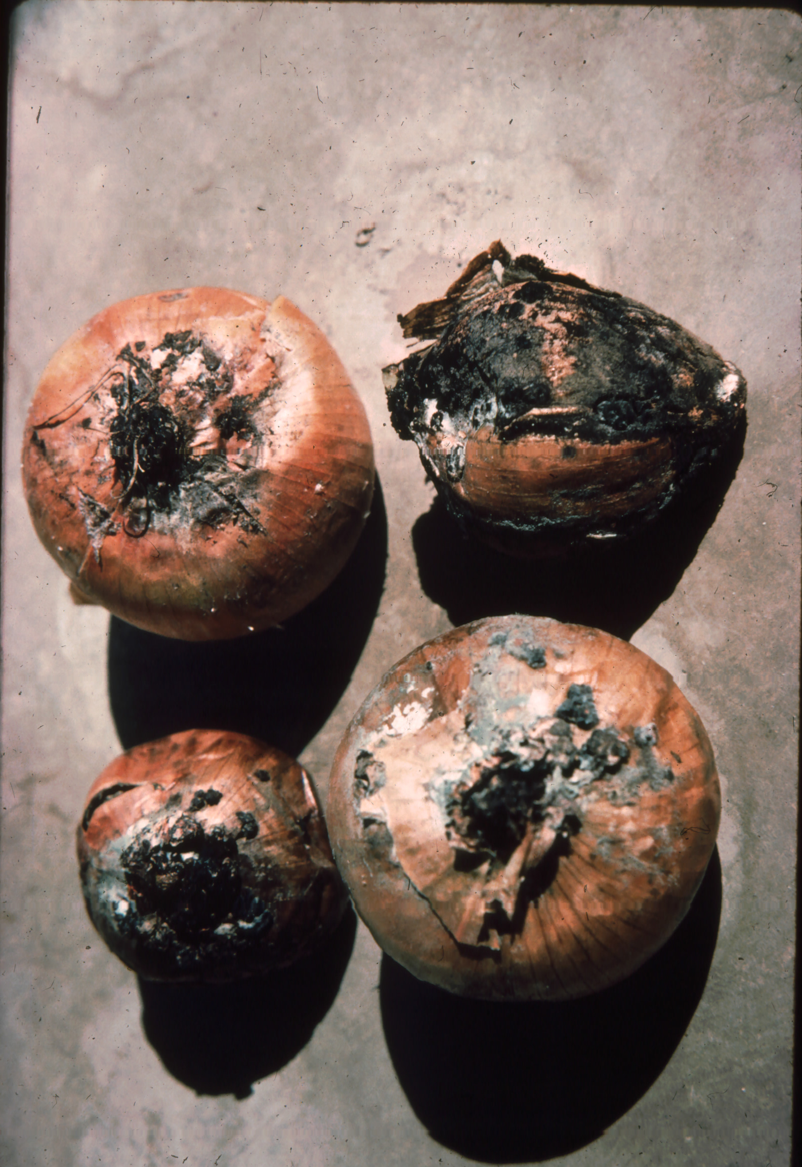 Onion Diseases USDA Onion Lab