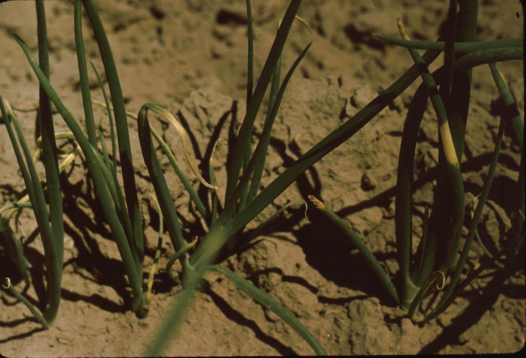 Onion Diseases USDA Onion Lab