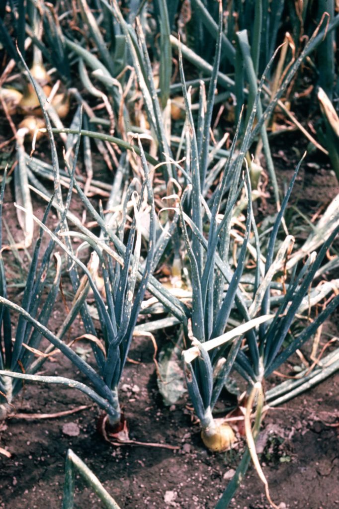 Onion Diseases USDA Onion Lab