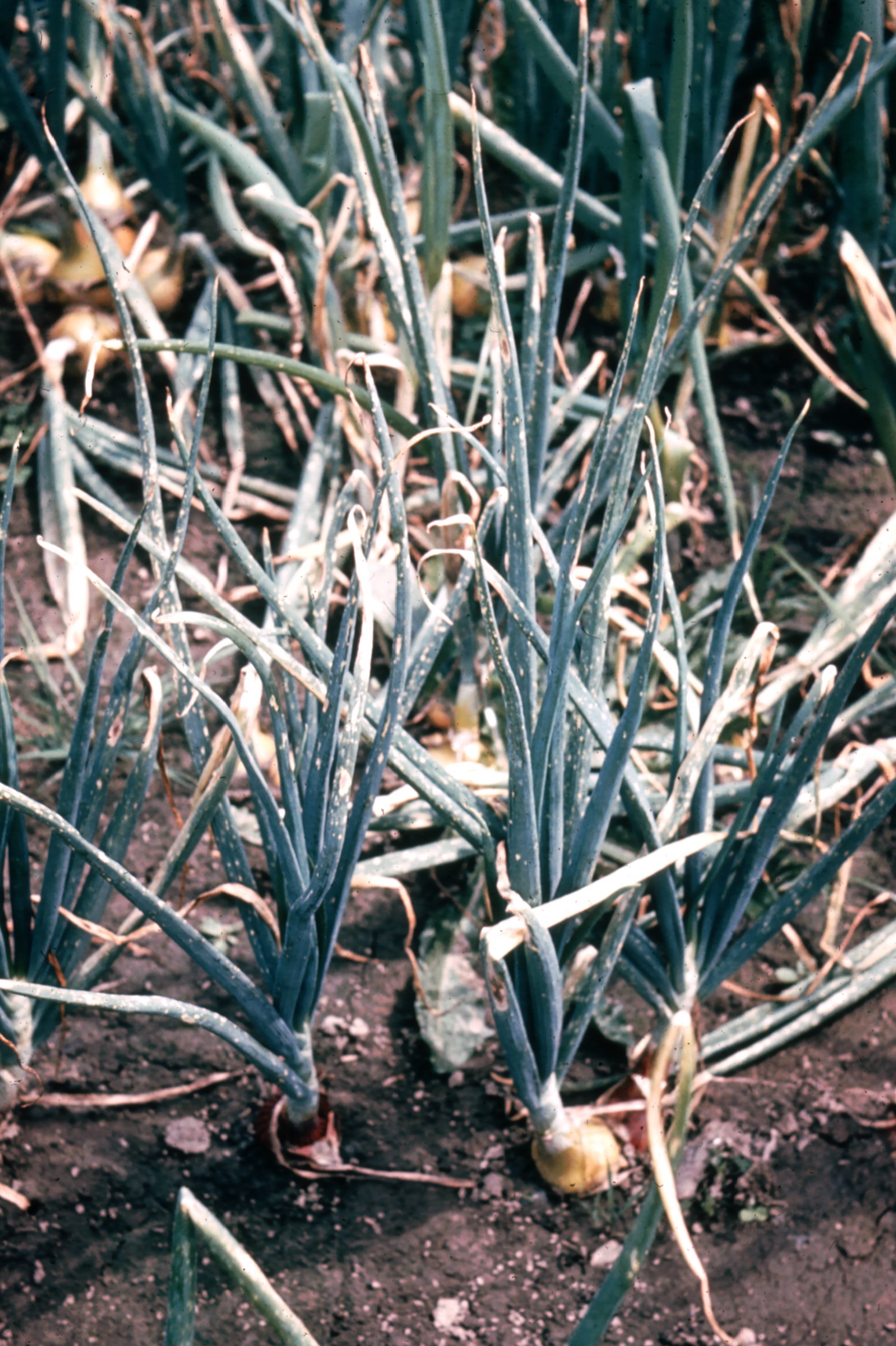 Onion Diseases USDA Onion Lab