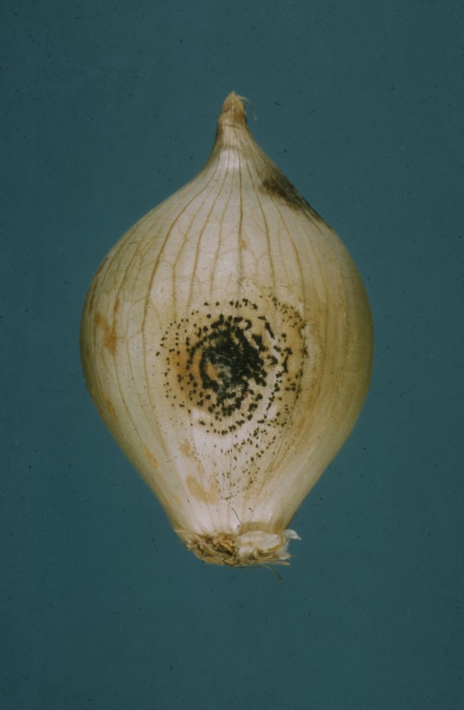 Colletotrichum on onion bulb USDA Onion Lab
