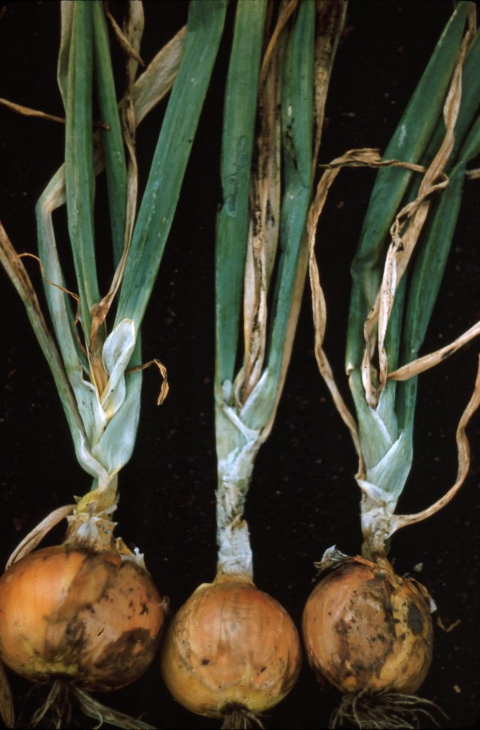 Onion Diseases USDA Onion Lab