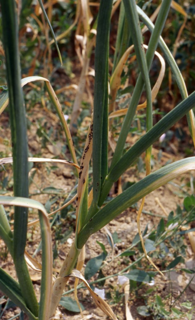 Garlic rust Slovenia 1997 USDA Onion Lab