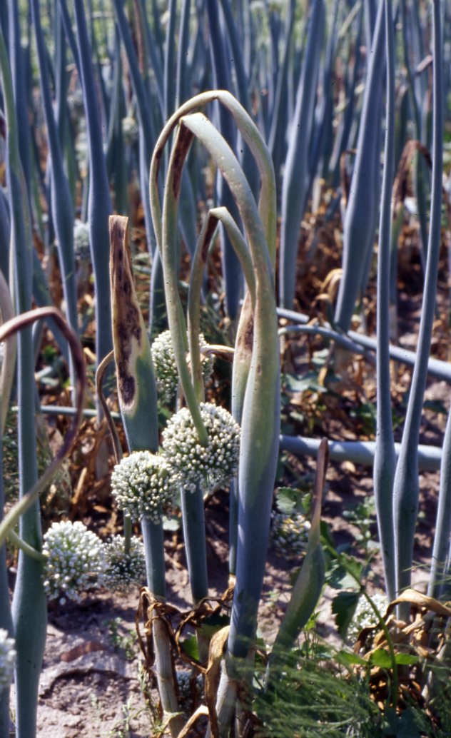 Onion scape with downy mildew Slovenia 1997 USDA Onion Lab