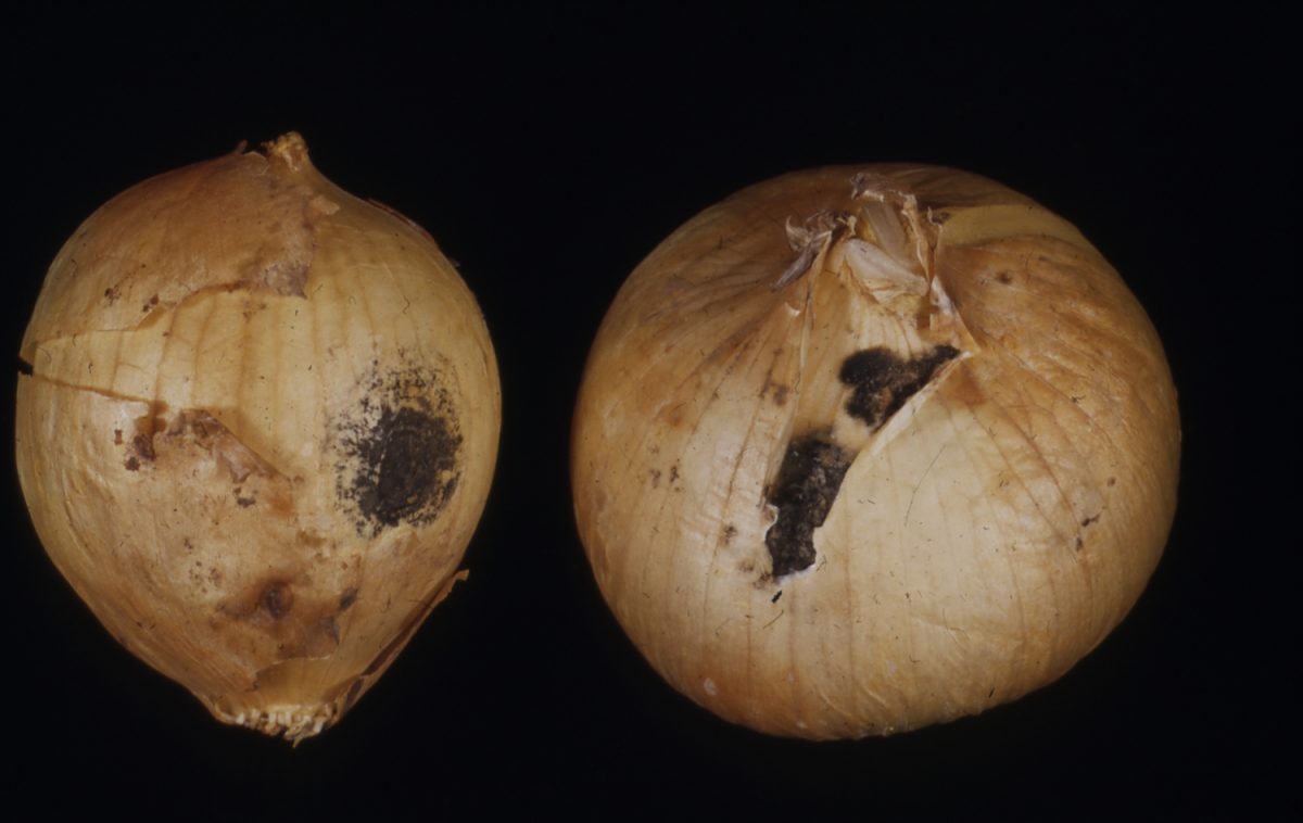 Onion smudge on Early Grano Oct 47 USDA Onion Lab