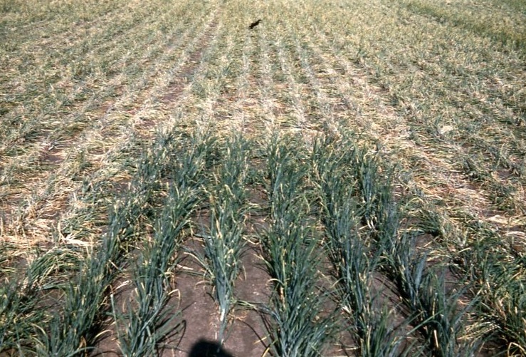 Onion Diseases Havey Lab