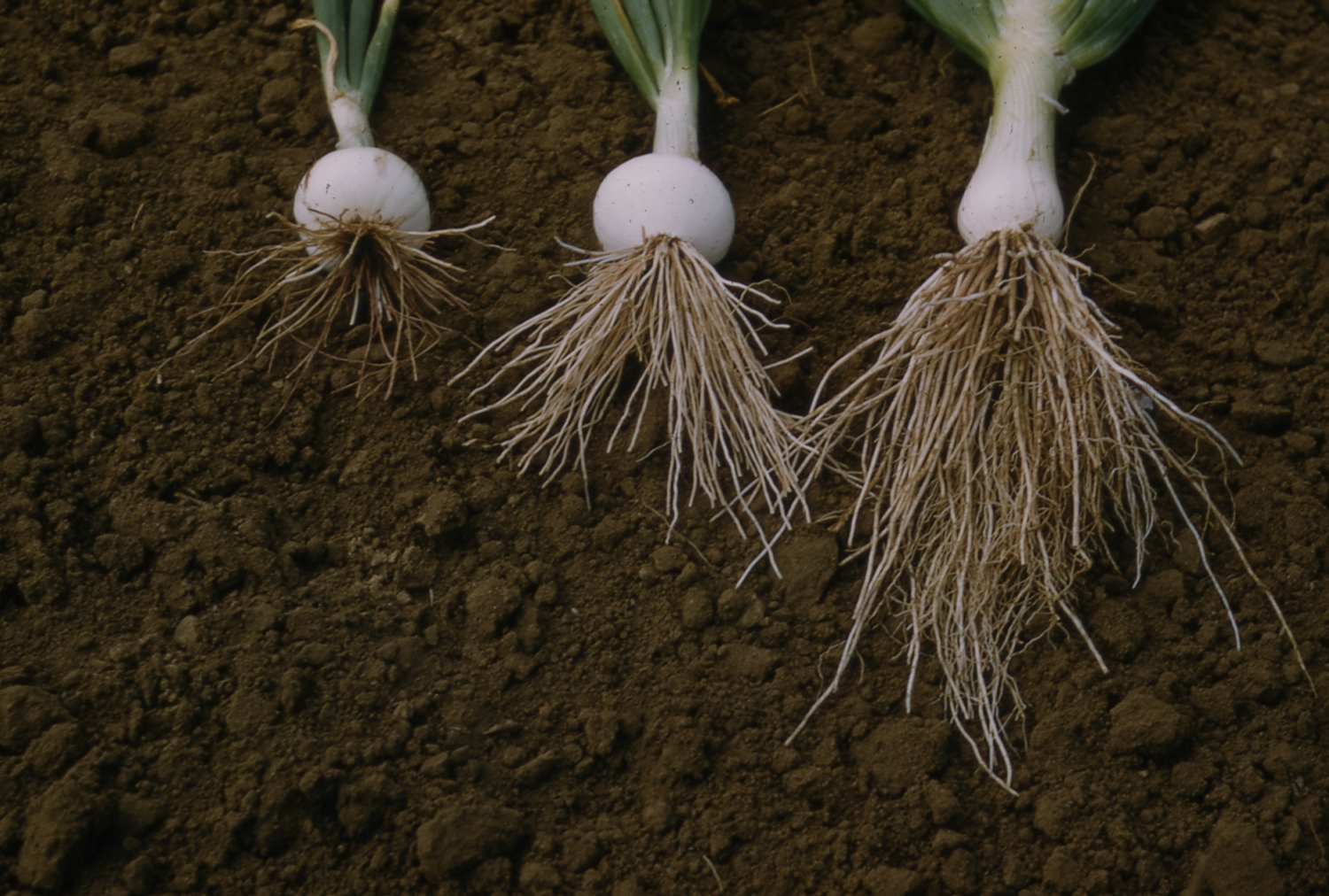 Onion Diseases Havey Lab