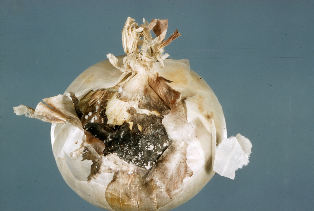 Onion S Secret Understanding That Mysterious White Discharge - xk0a0dg