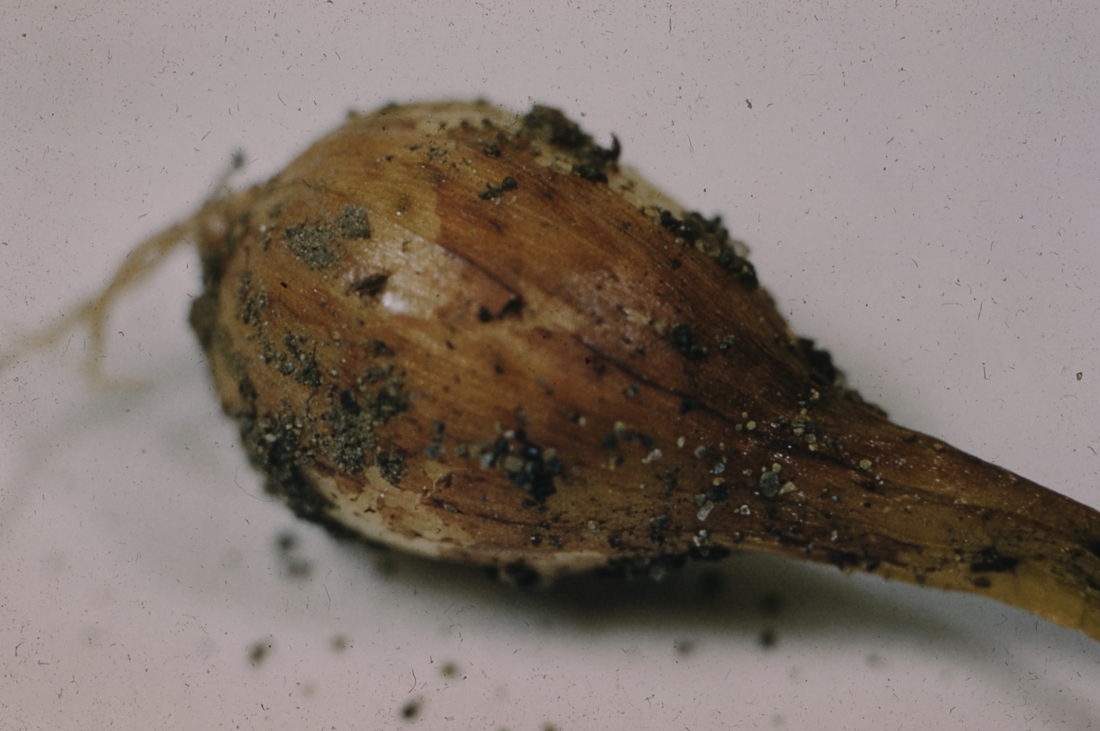 Onion Diseases Havey Lab