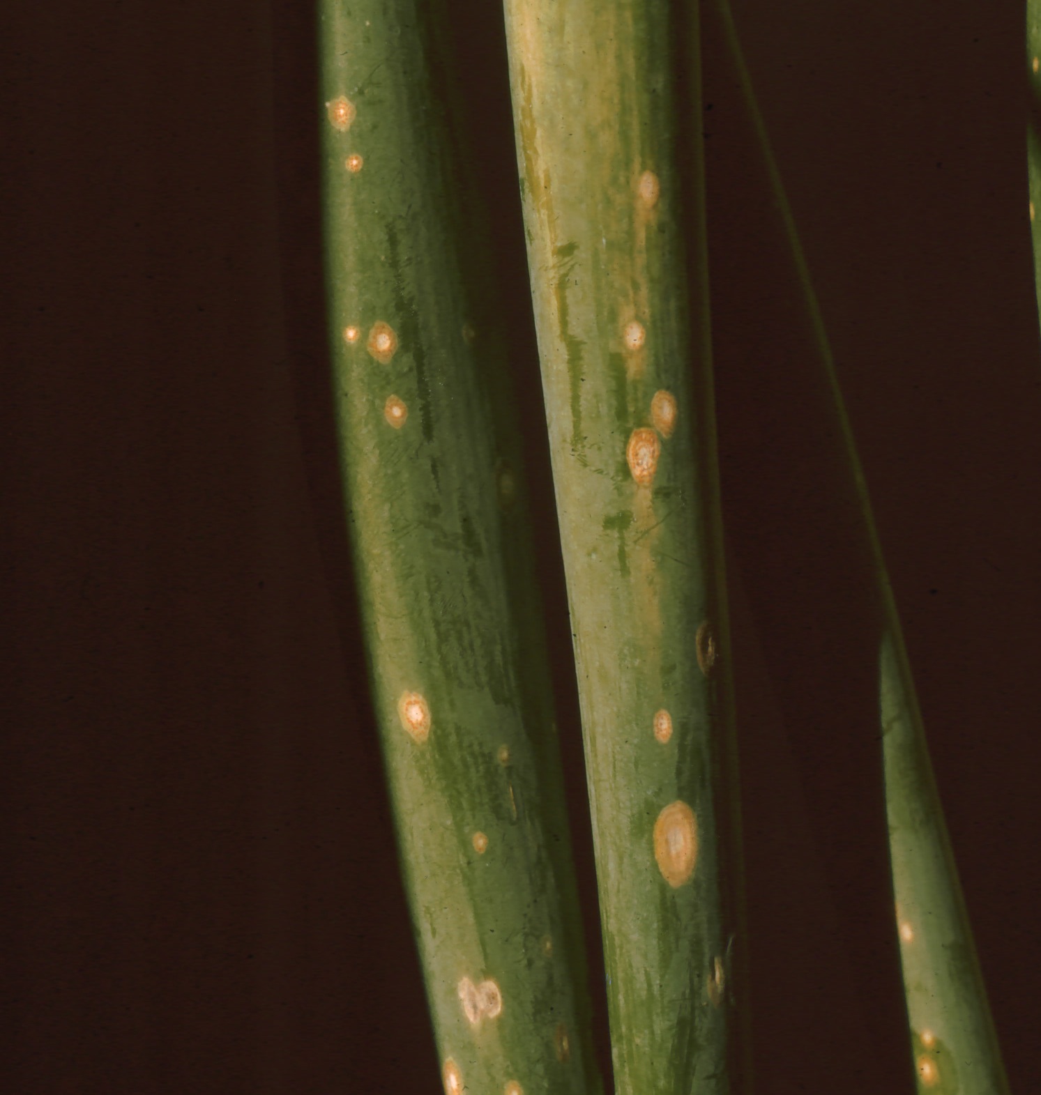 Onion Diseases Havey Lab