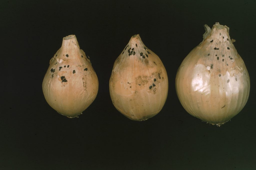 Onion Diseases USDA Onion Lab