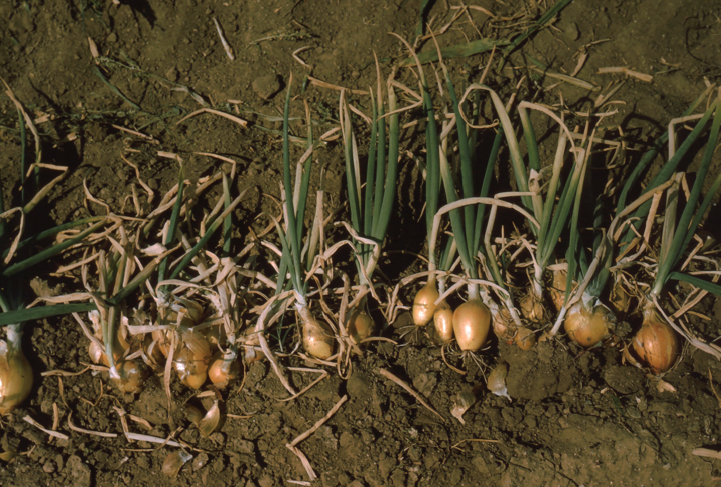 Tip burn Greeley 64 (2) USDA Onion Lab