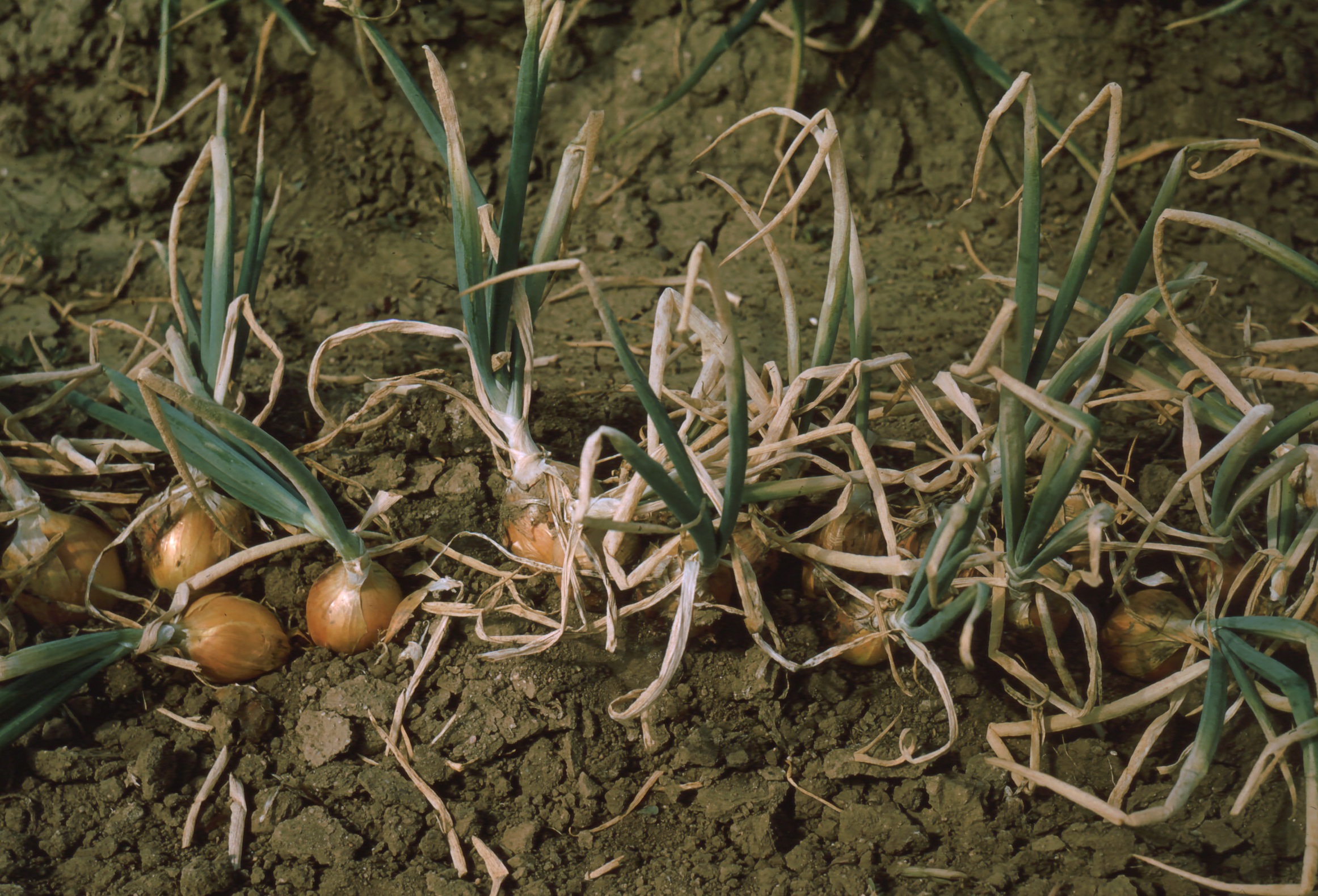 Tip burn Greeley 64 USDA Onion Lab