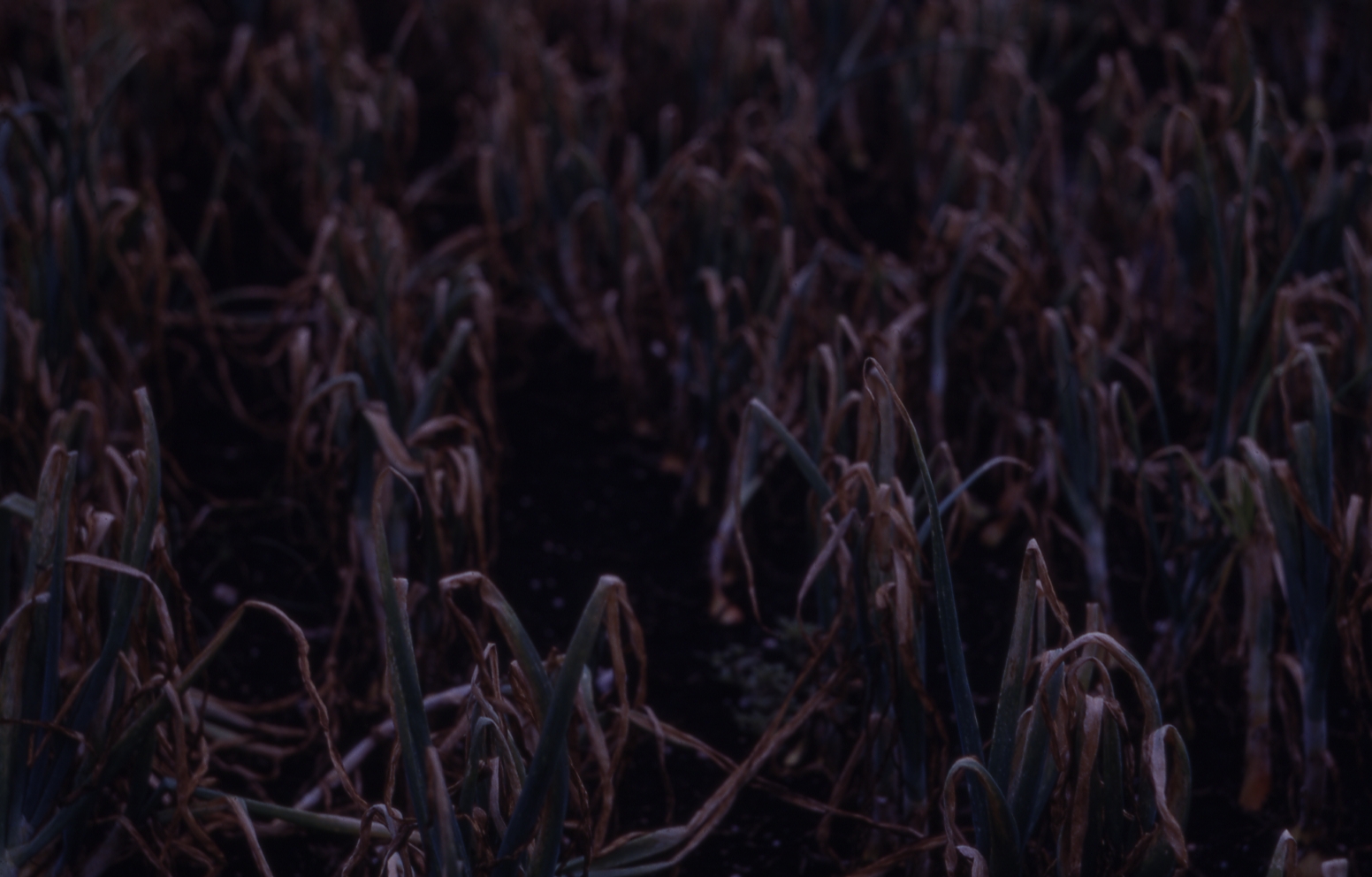 Tip burn Kincaids Palmyra WI 1969 USDA Onion Lab