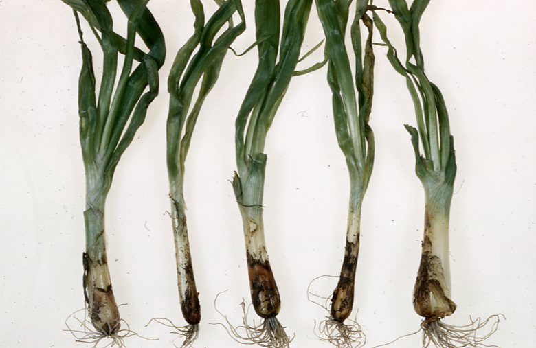Onion Diseases Havey Lab