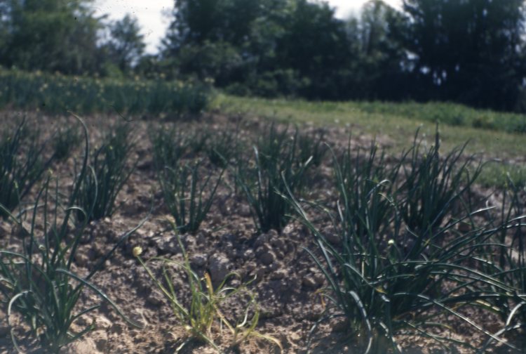 Yellow Dwarf USDA Onion Lab