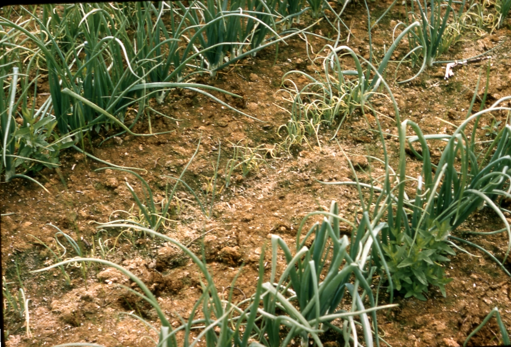 Onion Abiotic Damage USDA Onion Lab