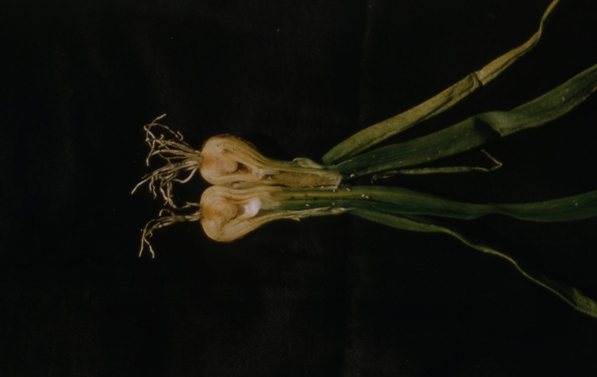 onion maggot damage Parma July 57 USDA Onion Lab
